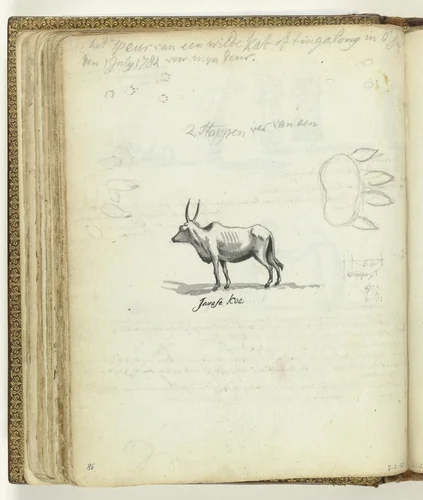 Wilde kattesporen en Javaanse koe by Jan Brandes, drawing, 1779-1785