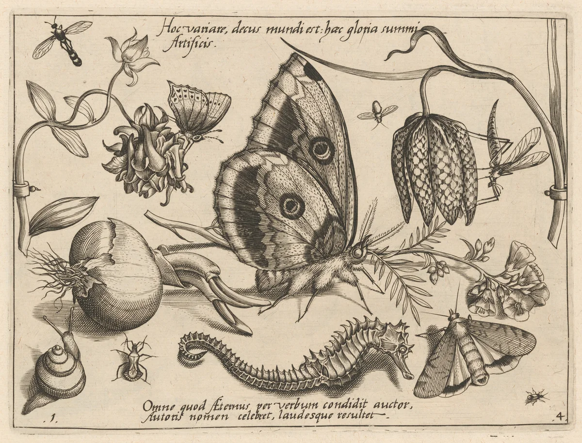 Archetypa studiaque patris Georgii Hoefnagelii [Part 4, Plate 1] by Jacob Hoefnagel; Joris Hoefnagel, print, 1592
