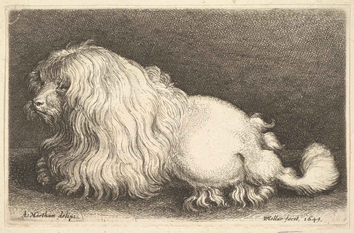 White dog by Wenceslaus Hollar, print, 1649