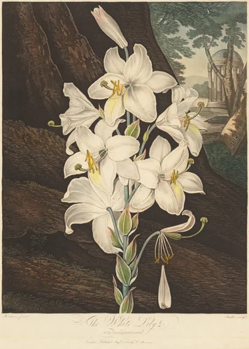 The Temple of Flora; or Garden of Nature: White Lily with Variegated Leaves by Joseph Constantine Stadler, print, 1800