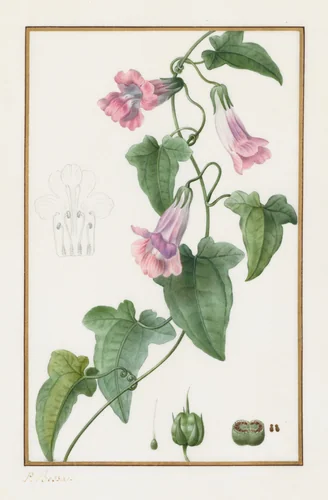 (Botanical: Maurándia semperflorens) by Pancrace Bessa, drawing, 1836