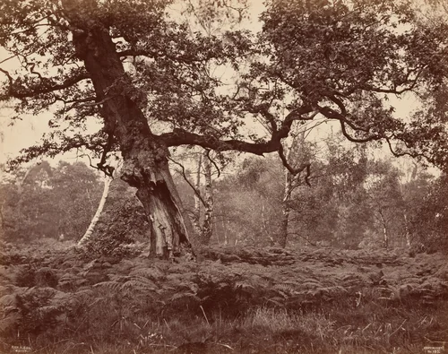 Tree Study by A.W. Cox & Son, photograph, 1865-1875