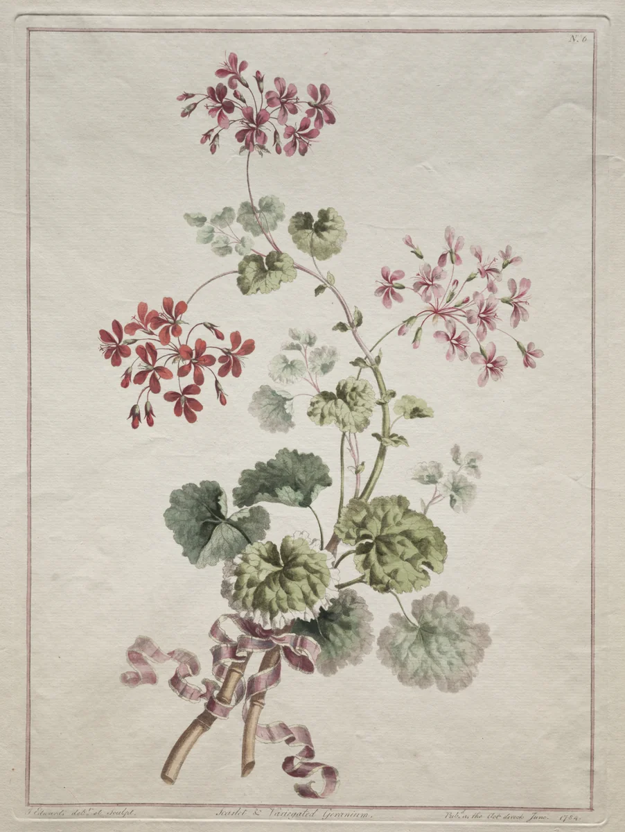 A Collection of Flowers Drawn from Nature: No. 6 - Scarlet and Variegated Geranium by John Edwards, print, 1801