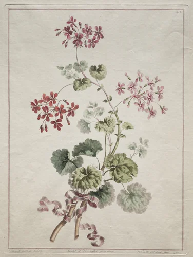 A Collection of Flowers Drawn from Nature: No. 6 - Scarlet and Variegated Geranium by John Edwards, print, 1801