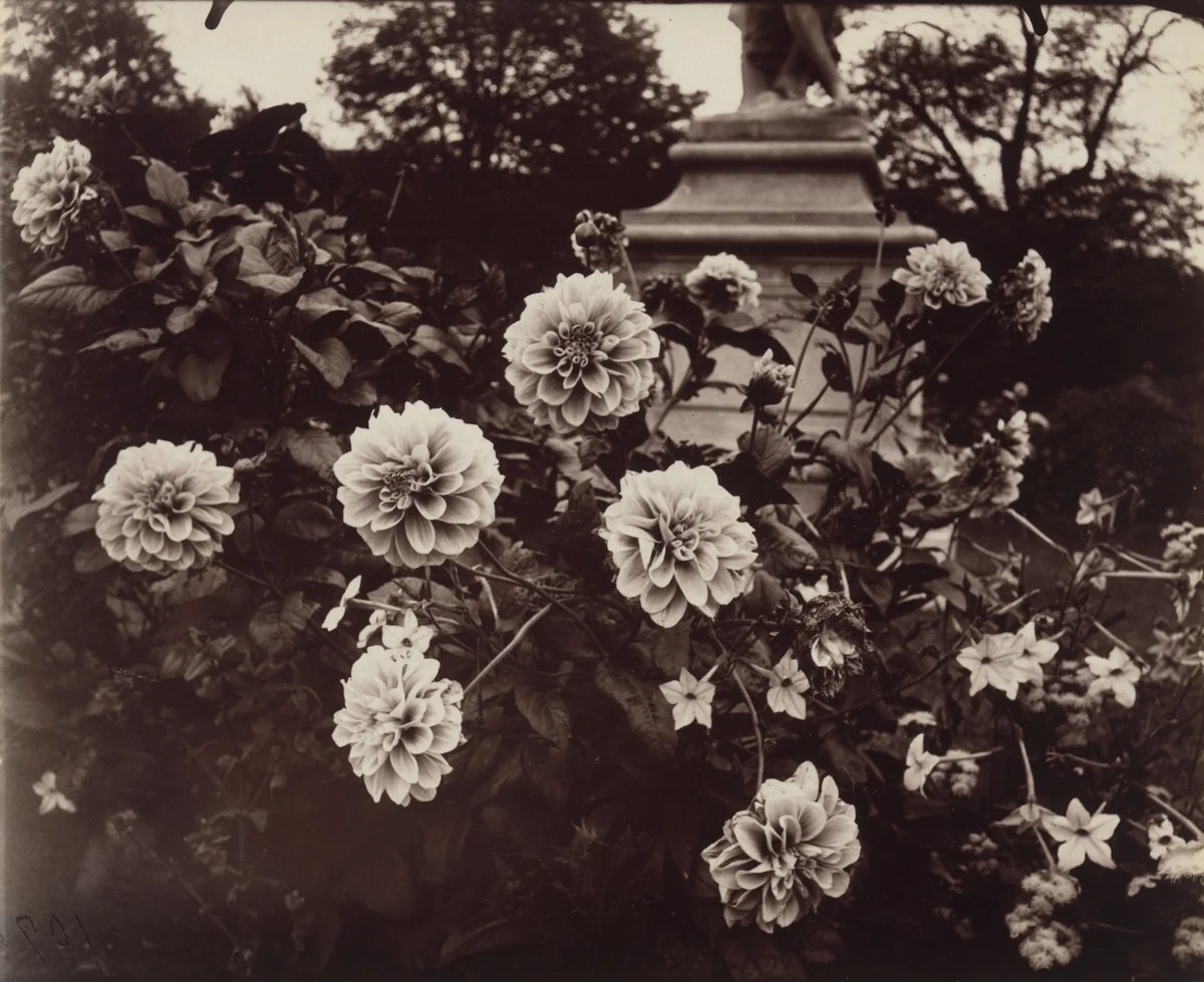Tuileries by Eugène Atget, photograph, 1921