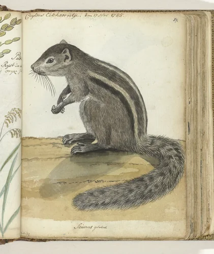 Ceylons eekhoorntje by Jan Brandes, drawing, 1785