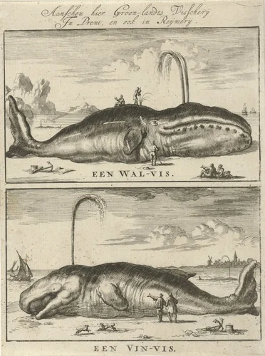 Walvis en vinvis by Jan Luyken, print, 1684