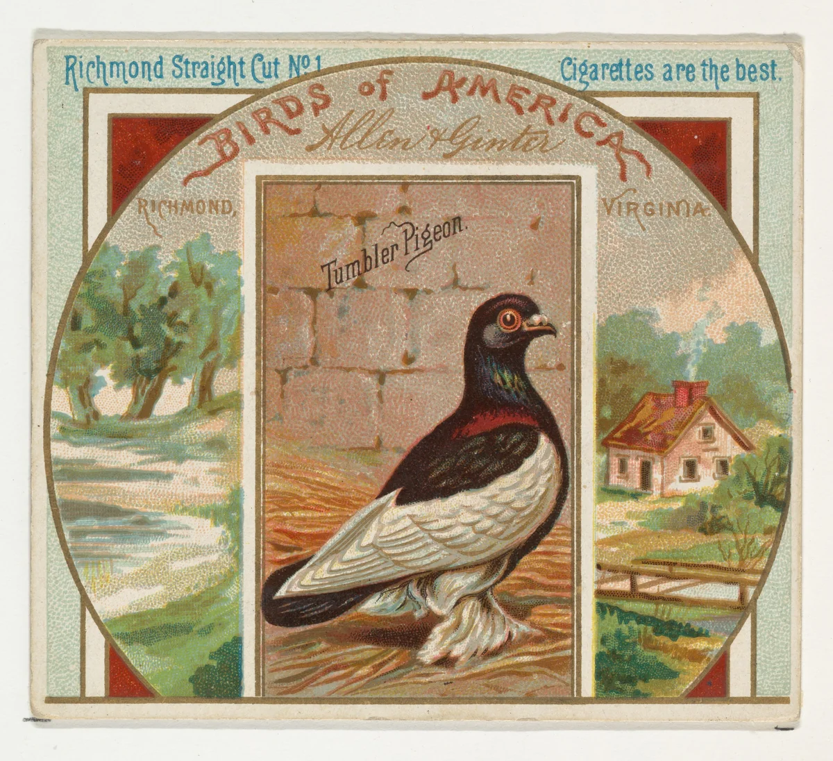 Tumbler Pigeon, from the Birds of America series (N37) for Allen & Ginter Cigarettes by Allen & Ginter, print, 1888