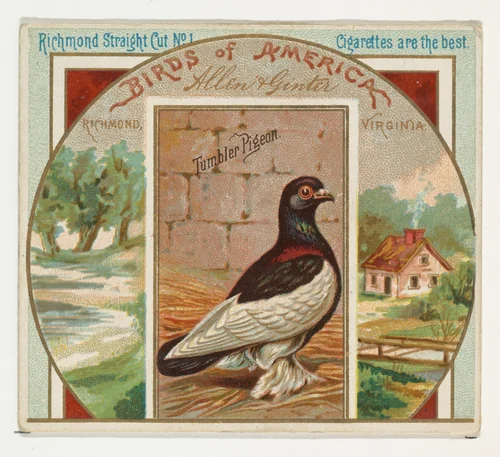 Tumbler Pigeon, from the Birds of America series (N37) for Allen & Ginter Cigarettes by Allen & Ginter, print, 1888