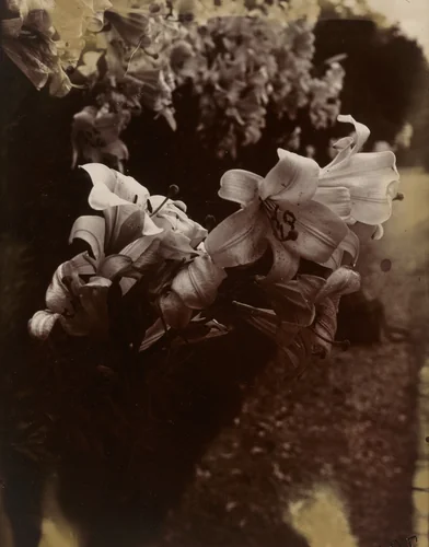 Lys by Eugène Atget, photograph, 1915