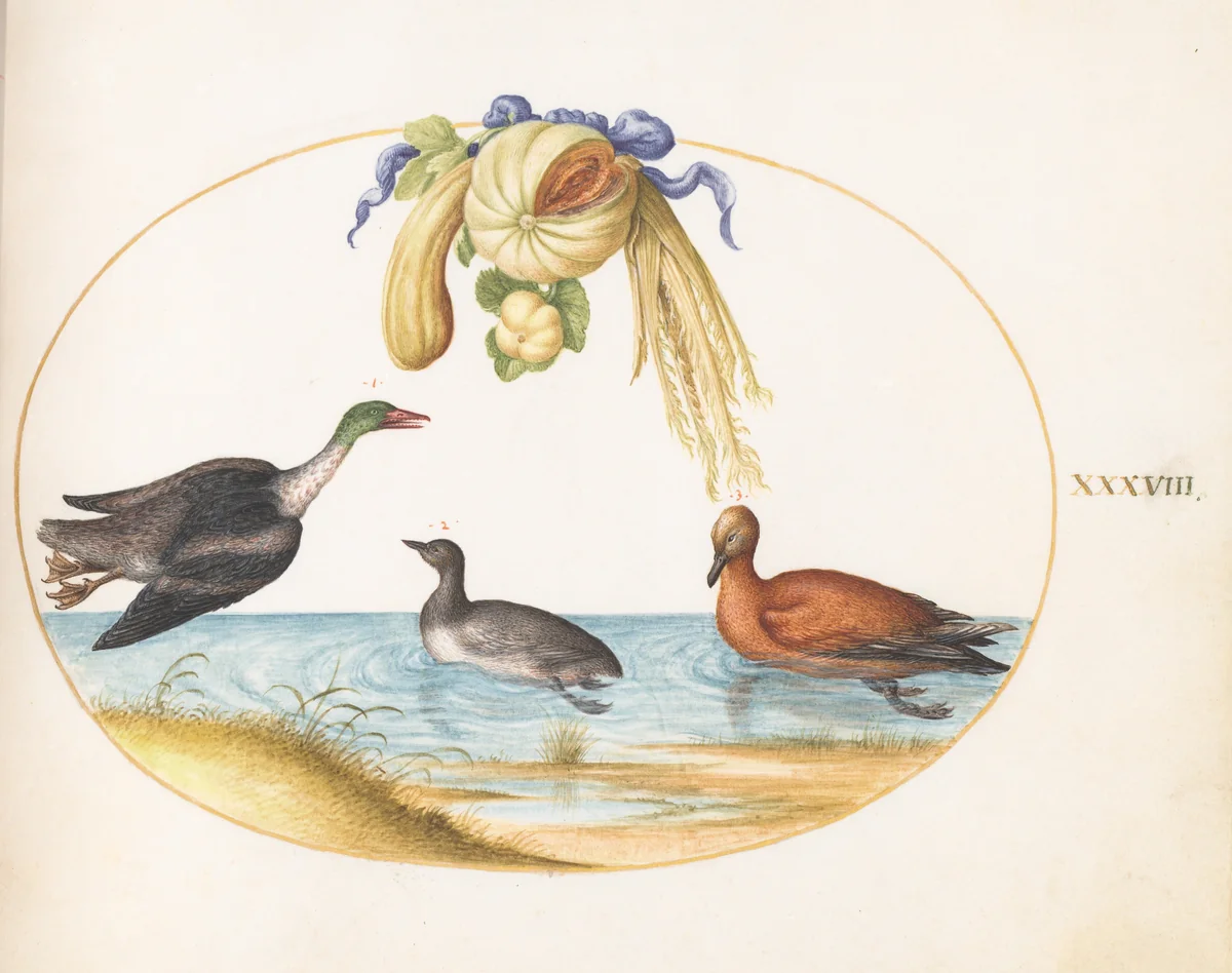 Plate 38: Merganser with Two Other Waterfowl and a Garland of Melons and Gourds by Joris Hoefnagel, drawing, 1570-1599