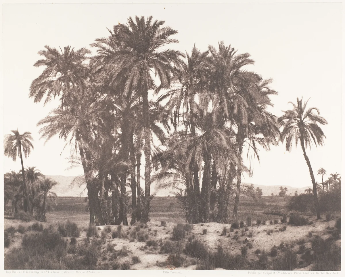 Karnak, Groupe de Dattiers Vu du Point A by Félix Teynard, photograph, 1851-1852