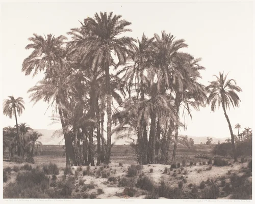 Karnak, Groupe de Dattiers Vu du Point A by Félix Teynard, photograph, 1851-1852
