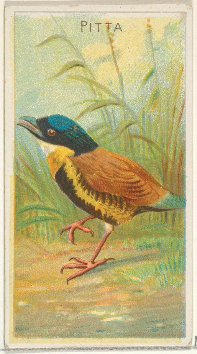 Pitta, from the Birds of the Tropics series (N5) for Allen & Ginter Cigarettes Brands by Allen & Ginter, print, 1889