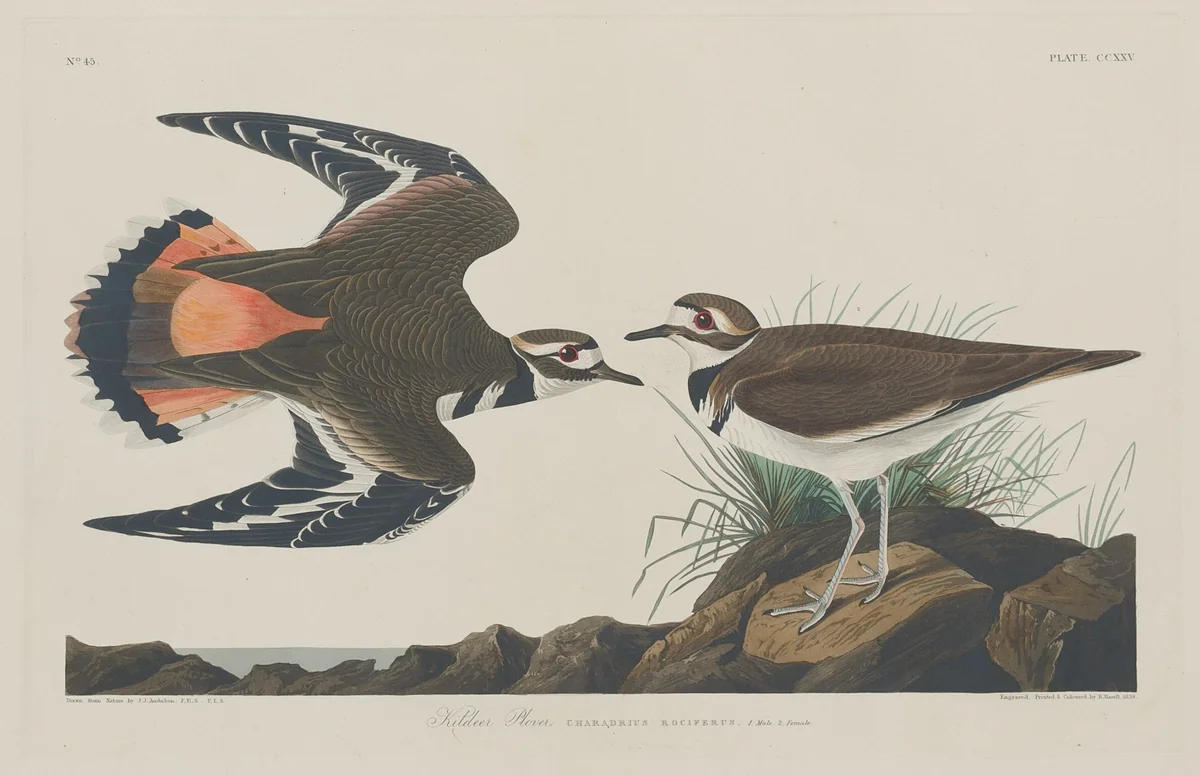 Kildeer Plover by Robert Havell, Jr.; John James Audubon, print, 1834