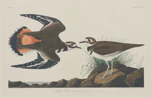 Kildeer Plover by Robert Havell, Jr.; John James Audubon, print, 1834