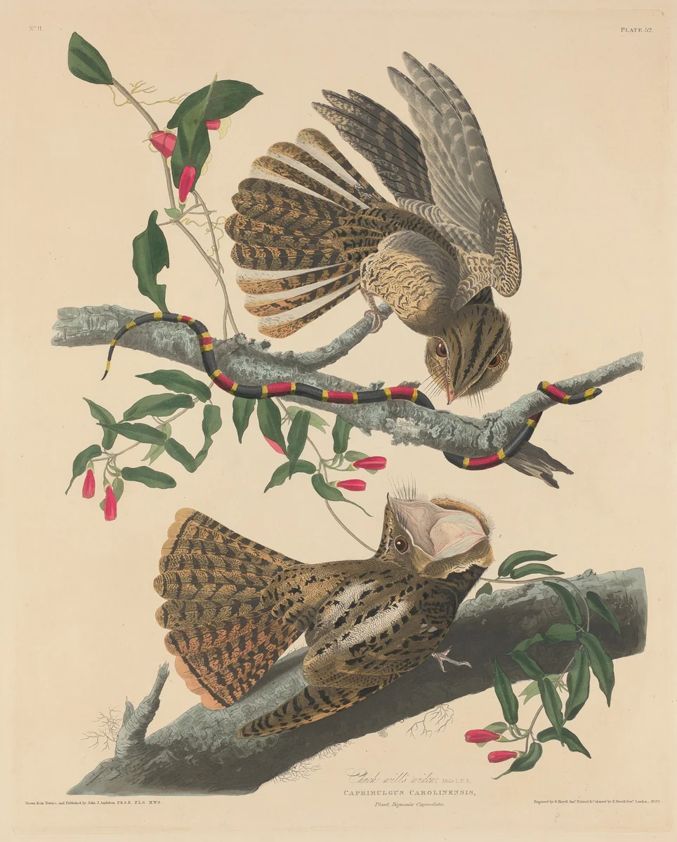 Chuck Will's Widow by Robert Havell, Jr.; John James Audubon, print, 1829