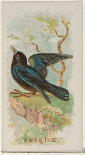Whistling Thrush, from the Song Birds of the World series (N23) for Allen & Ginter Cigarettes by Allen & Ginter, print, 1890