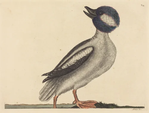 The Buffel's Head Duck (Anas bucephala) by Mark Catesby, print, 1731-1743