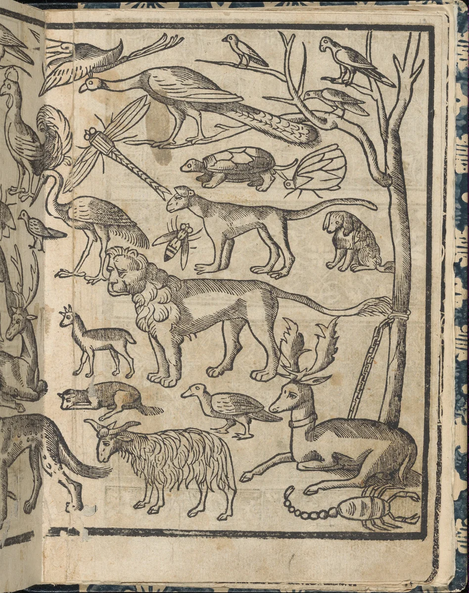 Essempio di recammi, page 13 (recto) by Giovanni Antonio Tagliente, book, 1530