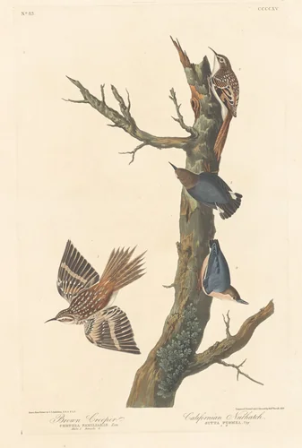 Brown Creeper and Californian Nuthatch by Robert Havell, Jr.; John James Audubon, print, 1838