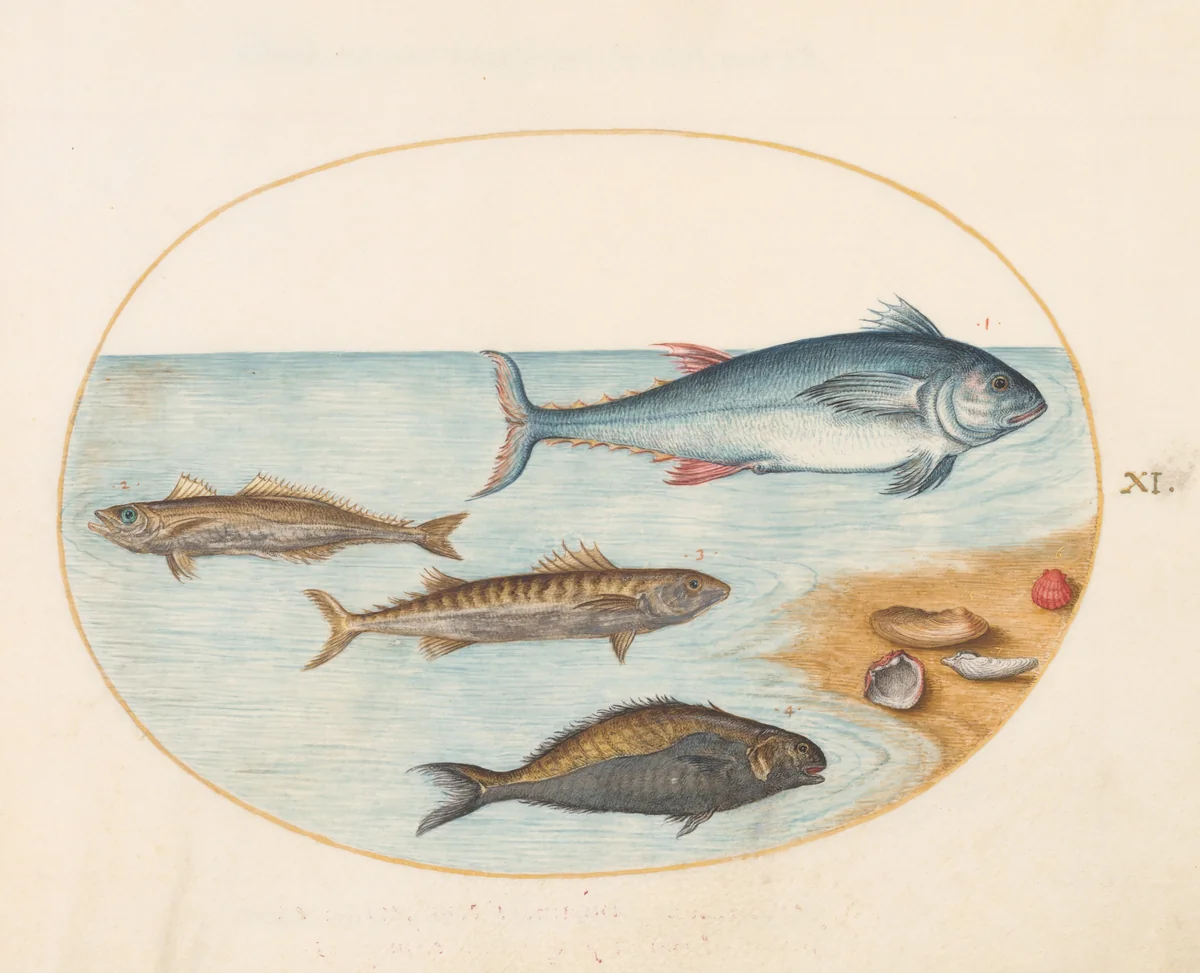 Plate 11: Four Fish and Shells by Joris Hoefnagel, drawing, 1570-1599