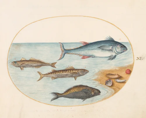 Plate 11: Four Fish and Shells by Joris Hoefnagel, drawing, 1570-1599