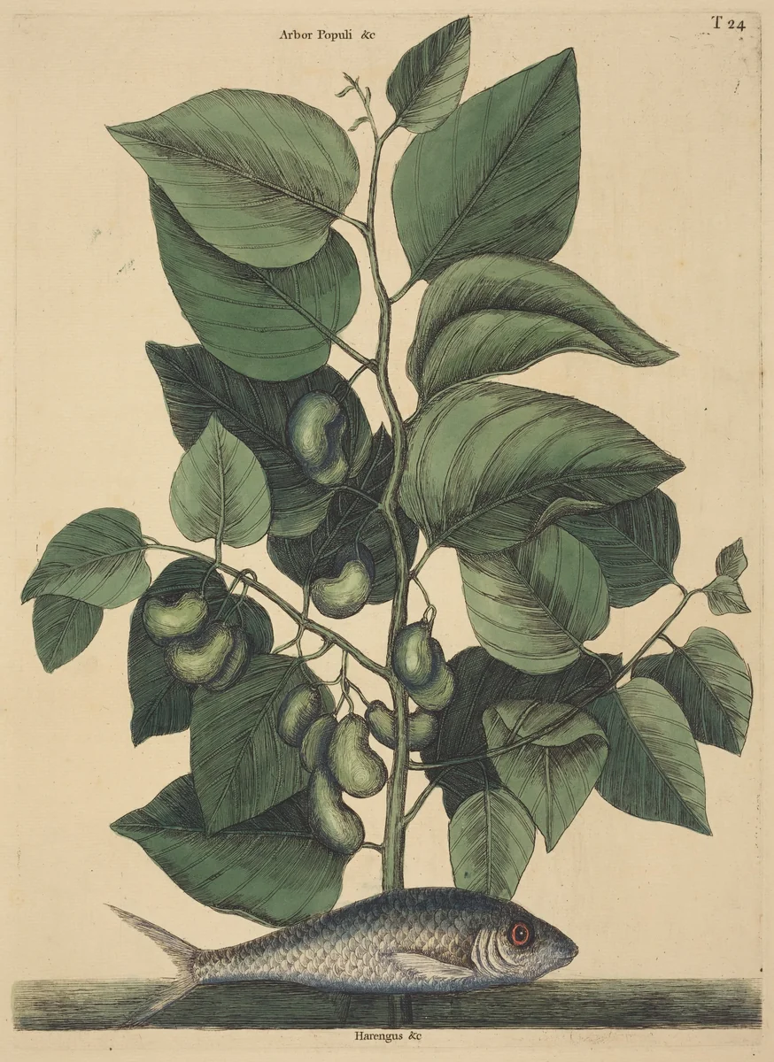 The Pilchard (Argentina carolina) by Mark Catesby, print, 1731-1743