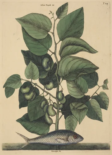 The Pilchard (Argentina carolina) by Mark Catesby, print, 1731-1743