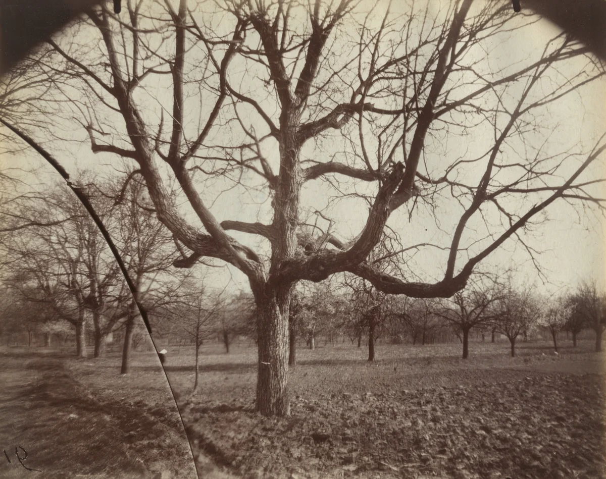 Noyers by Eugène Atget, photograph, 1919