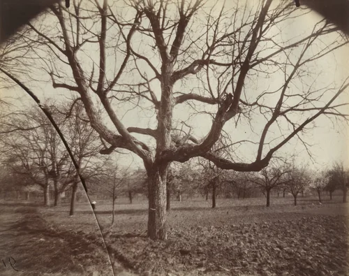 Noyers by Eugène Atget, photograph, 1919