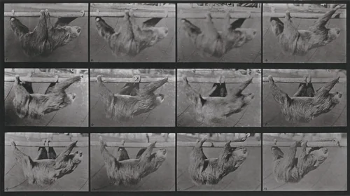 Plate Number 750. Sloth walking suspended on a horizontal pole by Eadweard Muybridge, photograph, 1887