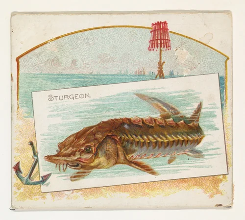 Sturgeon, from Fish from American Waters series (N39) for Allen & Ginter Cigarettes by Allen & Ginter, print, 1889