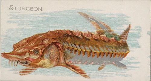 Sturgeon, from the Fish from American Waters series (N8) for Allen & Ginter Cigarettes Brands by Allen & Ginter, print, 1889