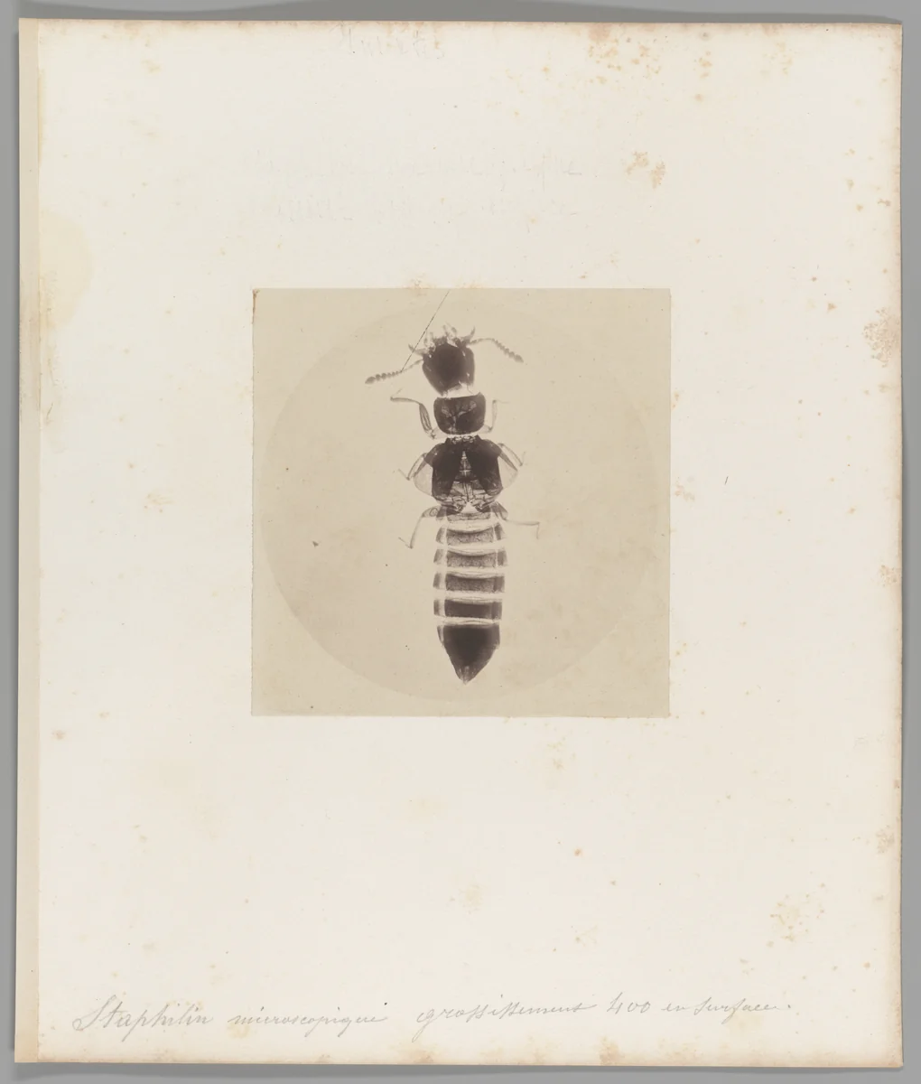 [Untitled] by Auguste-Adolphe Bertsch, photograph, 1853-1857
