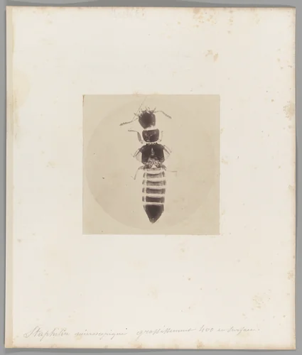 [Untitled] by Auguste-Adolphe Bertsch, photograph, 1853-1857