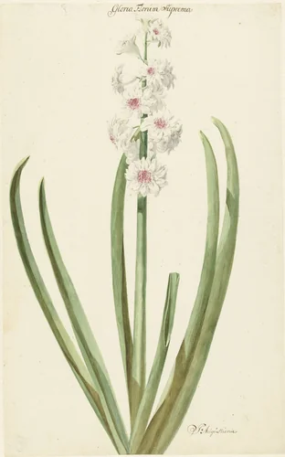 De rozewitte hyacint Gloria Florum Suprema by Jan Augustini, drawing, 1735-1773