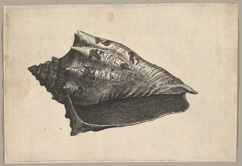 Shell: Hebrew Volute (Voluta ebraea L) by Wenceslaus Hollar, print, 1641-1651