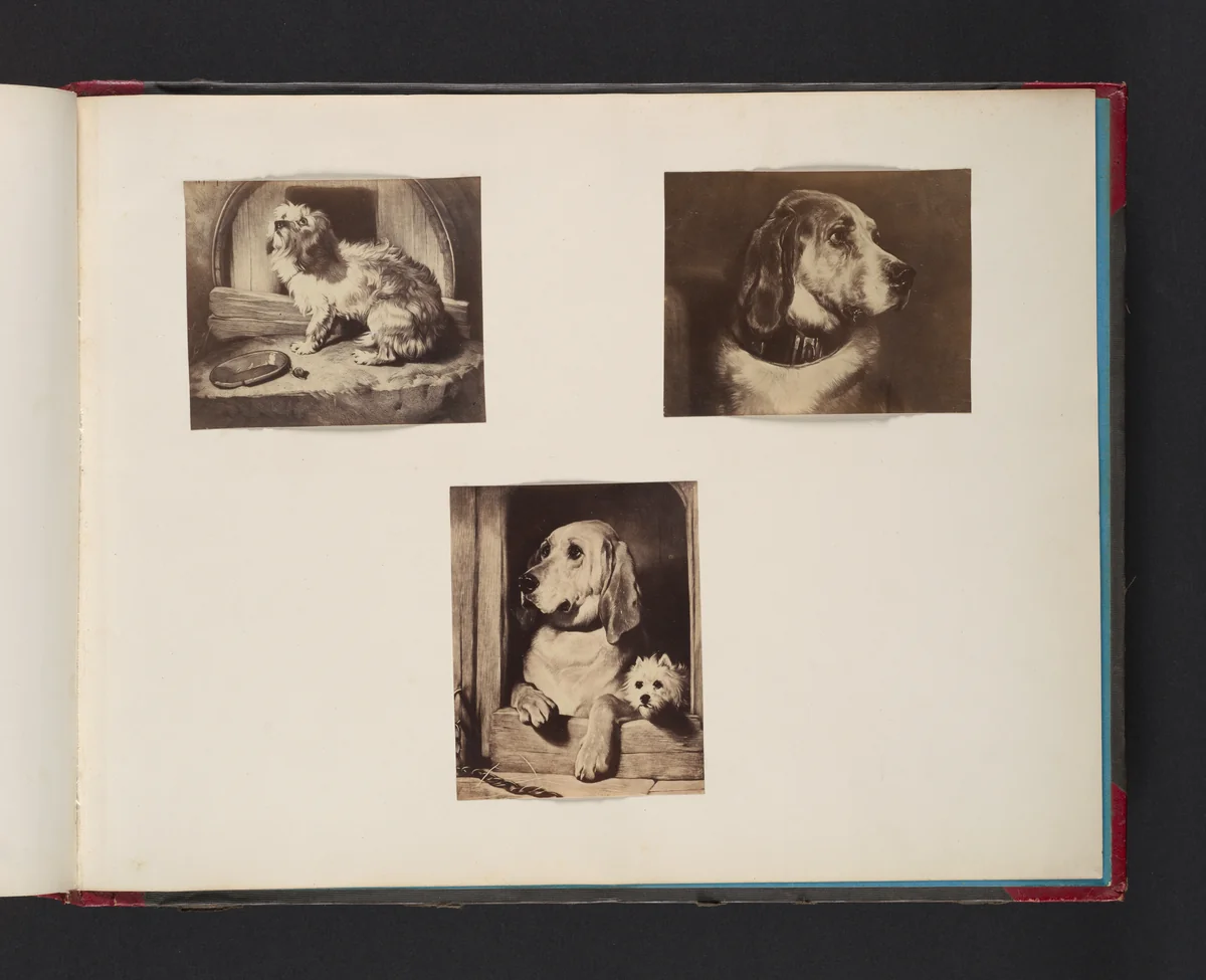 [Dogs] by John Thomson, photograph, 1865