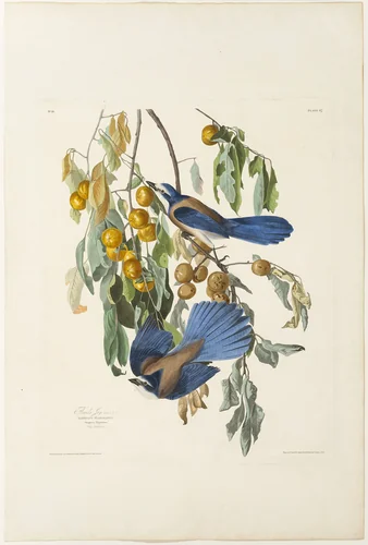 Florida Jay by Robert Havell, print, 1830