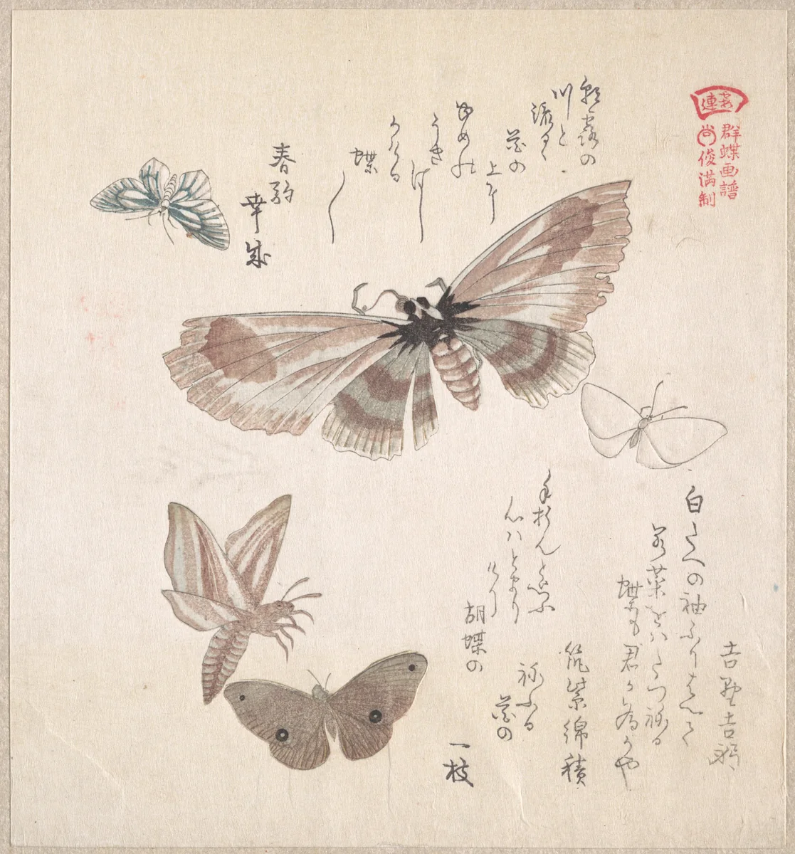 Various Moths and Butterflies by Kubo Shunman (窪俊満), print, 1800-1899