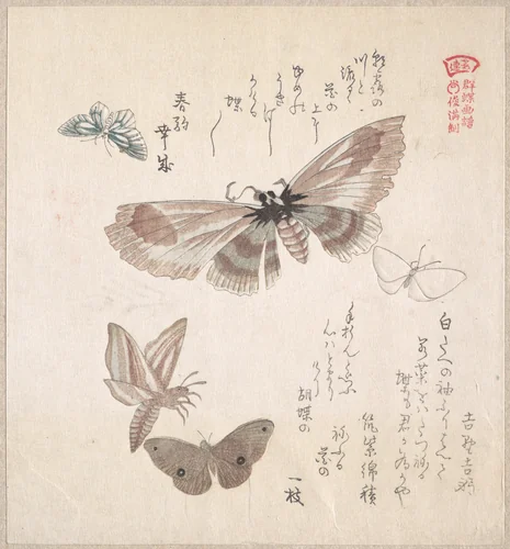 Various Moths and Butterflies by Kubo Shunman (窪俊満), print, 1800-1899