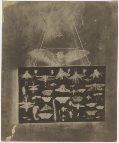 My Beasts by Alfred Capel-Cure, photograph, 1852