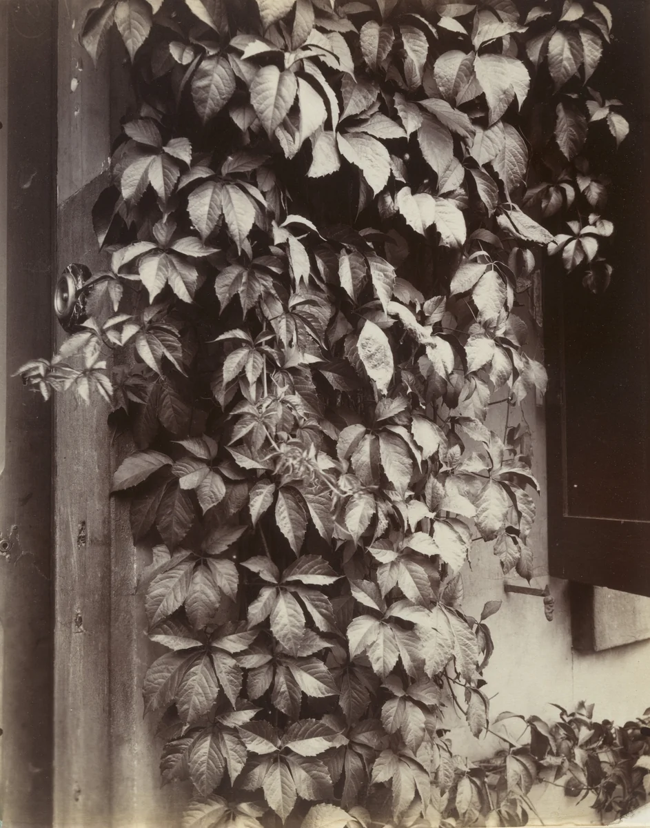 Vigne vierge by Eugène Atget, photograph, 1923