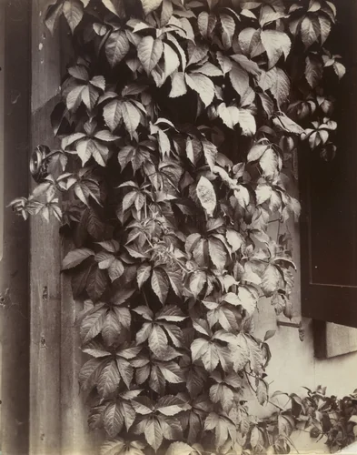 Vigne vierge by Eugène Atget, photograph, 1923