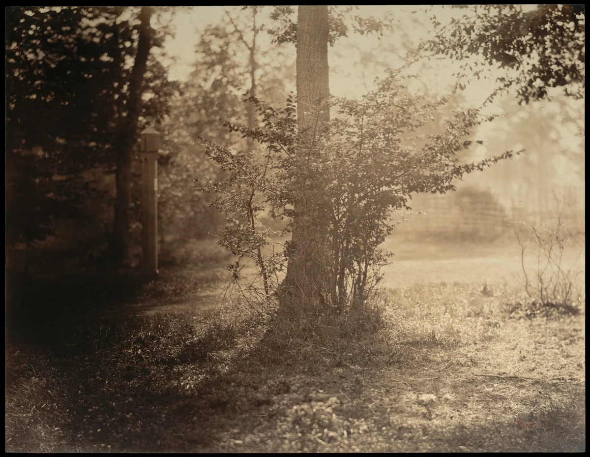 Tree Study, Forest of Fontainebleau by Gustave Le Gray, photograph, 1854-1858