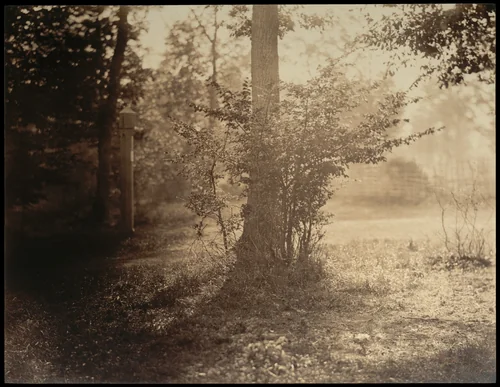 Tree Study, Forest of Fontainebleau by Gustave Le Gray, photograph, 1854-1858