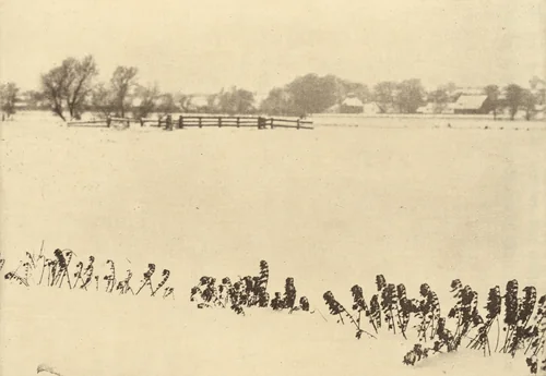 Marsh Weeds by Peter Henry Emerson, photograph, 1895