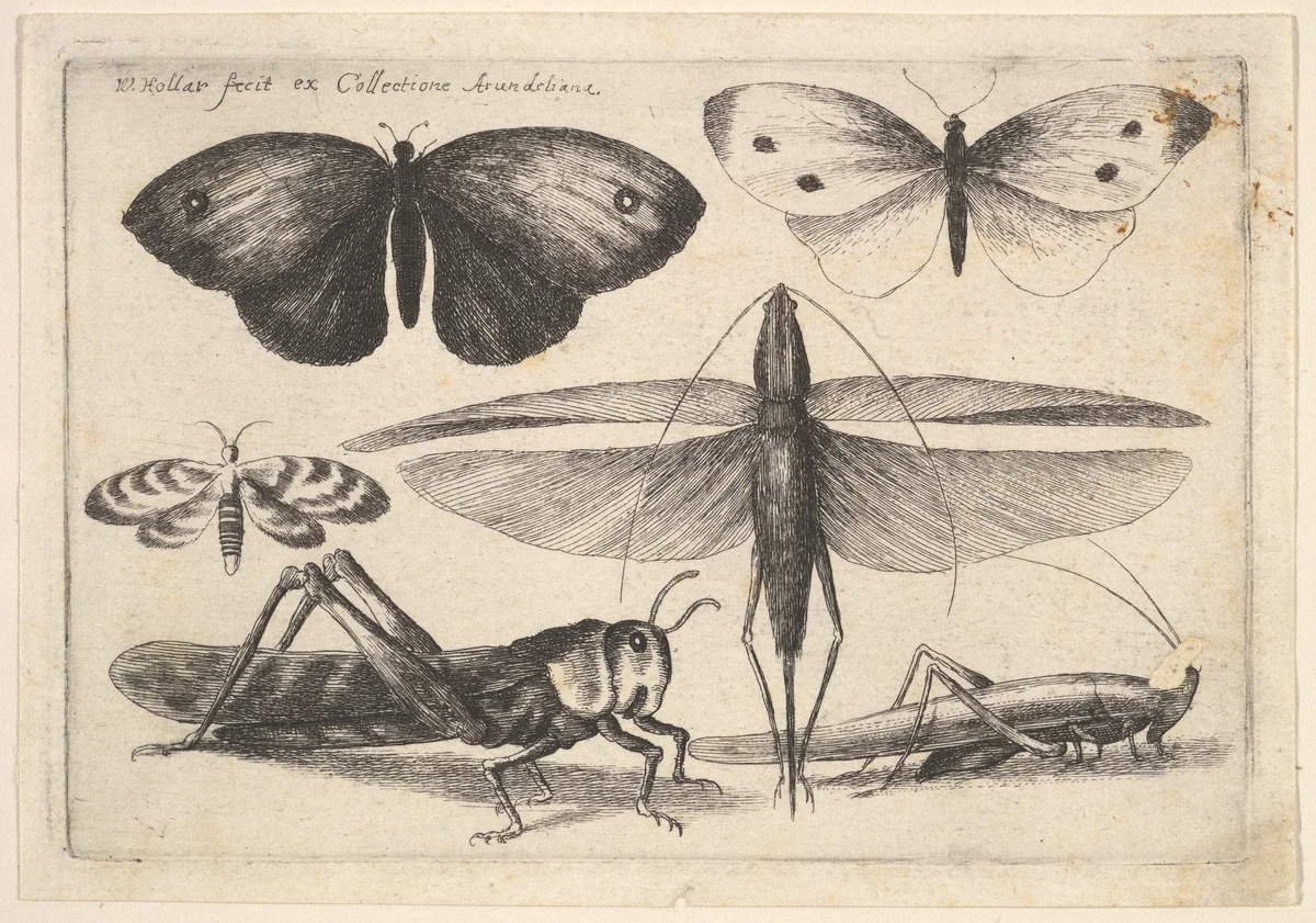 Six Insects by Wenceslaus Hollar, print, 1646