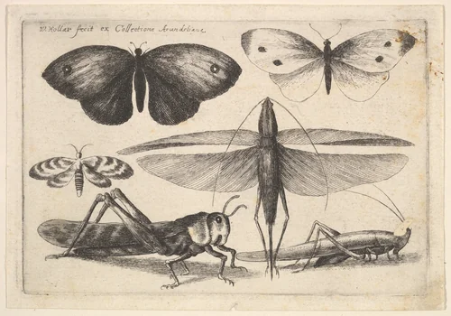 Six Insects by Wenceslaus Hollar, print, 1646